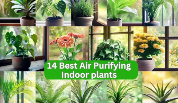 14 Best Air Purifying Indoor plants: Makes your living space fresh