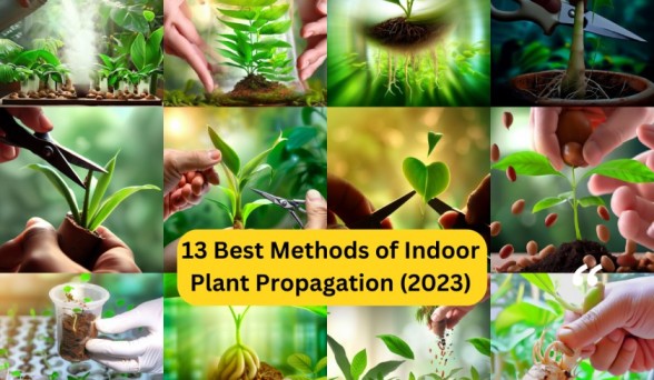 13 Best Methods of Indoor Plant Propagation (2023)