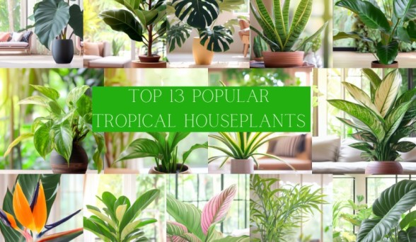 Top 13 Popular Tropical Houseplants That You Can Grow Indoors