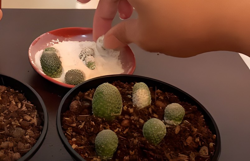 how to propagate a cactus