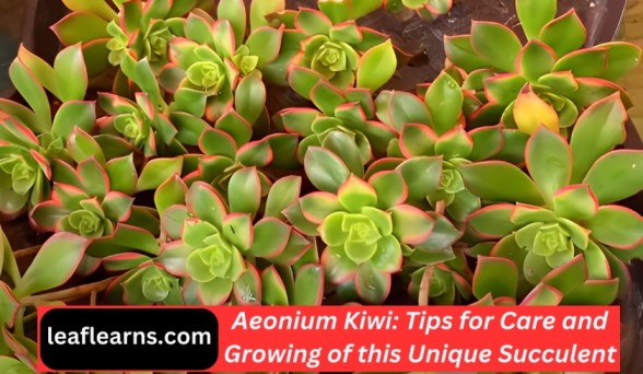 Aeonium Kiwi: Tips, Care and Growing Methods