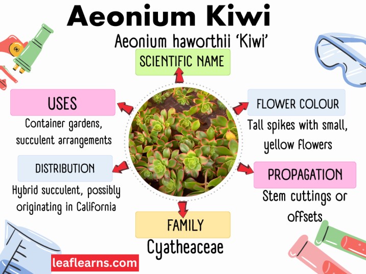 Aeonium Kiwi