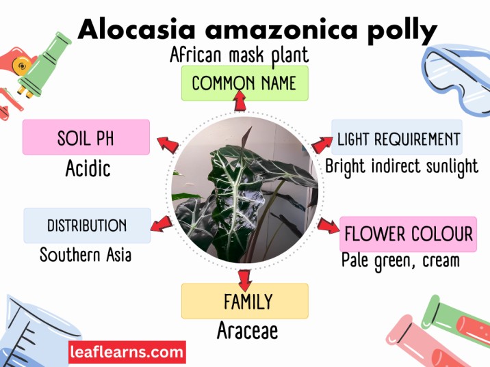 Alocasia Amazonica Polly