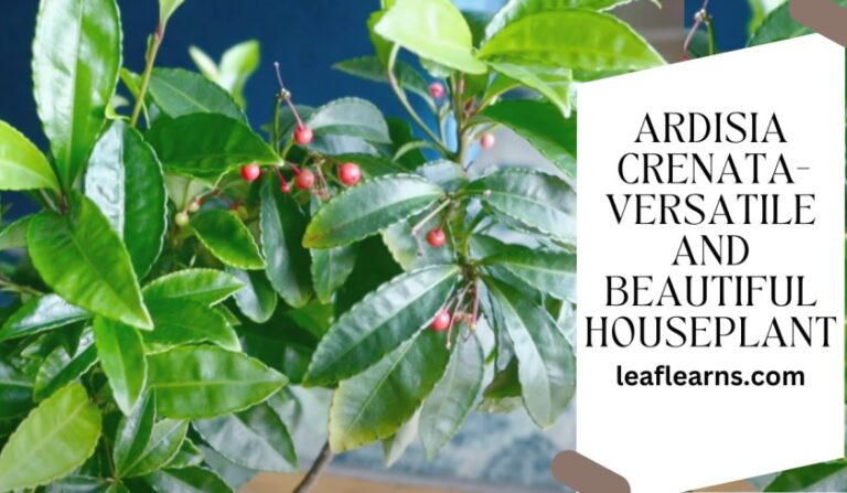 Ardisia Crenata: Versatile and Beautiful Houseplant
