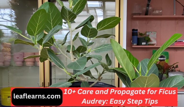 Ficus Audrey Care, Propagation and Problems (2023)