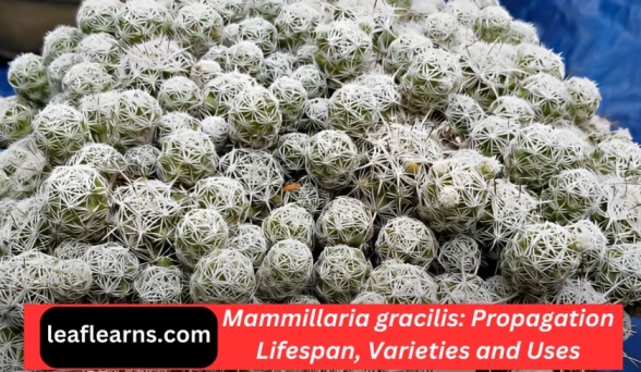 Thimble Cactus | Mammillaria gracilis: Propagation and Varieties