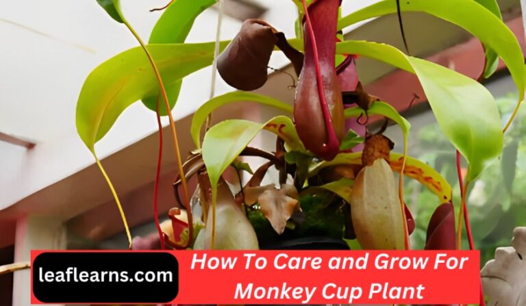 How To Care and Grow For Monkey Cup Plant (2023)
