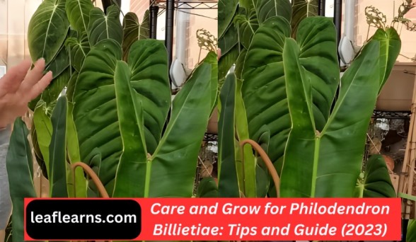Care and Grow for Philodendron Billietiae: Tips and Guide (2023)