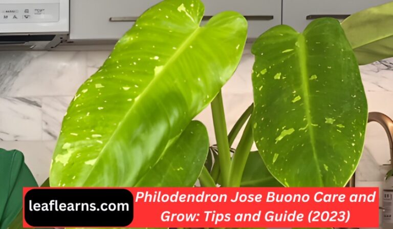 Philodendron Jose Buono Care and Grow: Tips and Guide (2023)