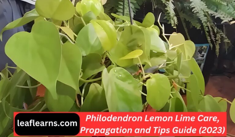 Philodendron Lemon Lime Care, Propagation and Guide (2023)