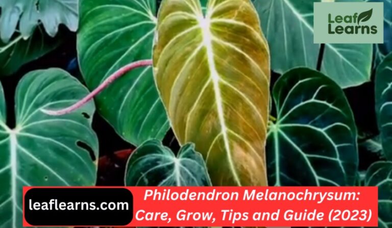 Philodendron Melanochrysum Care, Grow, and Guide (2023)