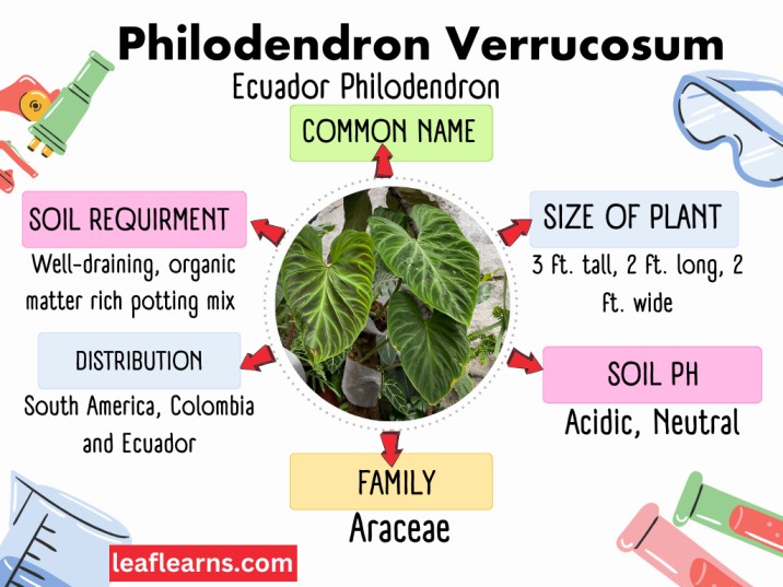 Philodendron Verrucosum