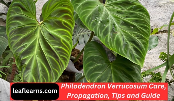 Philodendron Verrucosum Care, Propagation, Tips Guide (2023)