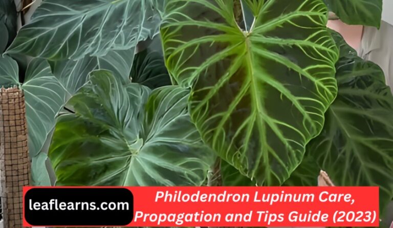 Philodendron Lupinum Care, Propagation and Tips Guide (2023)
