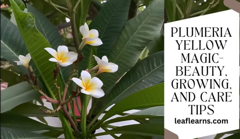 Plumeria Yellow Grow, Care, and Guide Tips(2023)