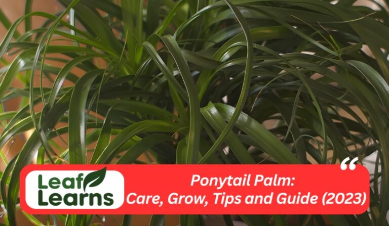 Ponytail Palm Care, Grow, Tips, and Guide (2023)