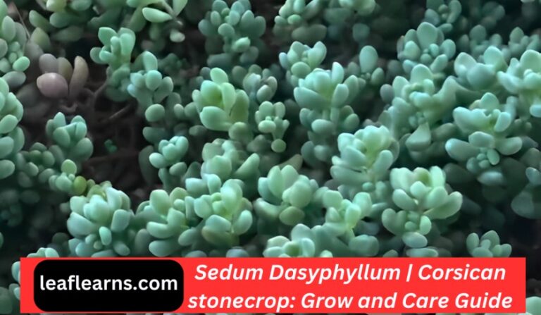 Sedum Dasyphyllum | Corsican stonecrop Care and Grow (2023)