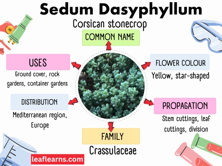 Sedum Dasyphyllum