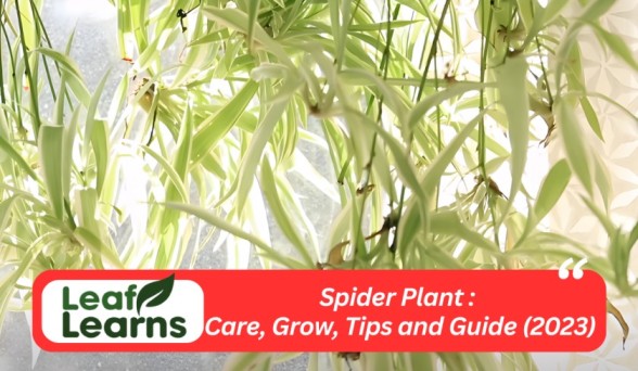 Spider Plant or Chlorophytum Comosum Care, and Grow (2023)
