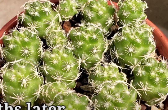 Thimble cactus