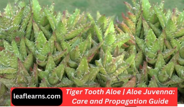 Tiger Tooth Aloe | Aloe Juvenna: Care and Propagation Guide