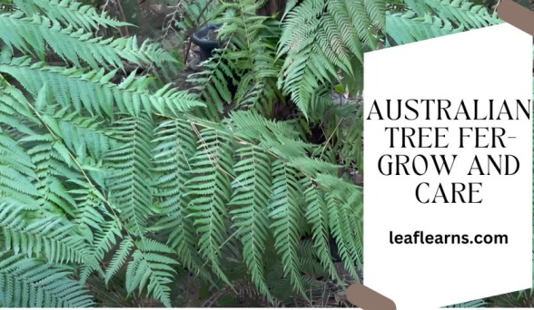 Grow and Care for Australian Tree Fern (2023)