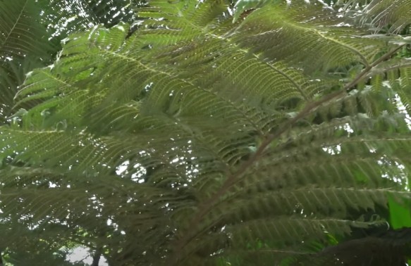 australian tree fern