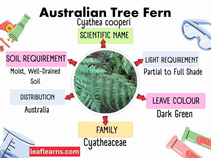 australian tree fern