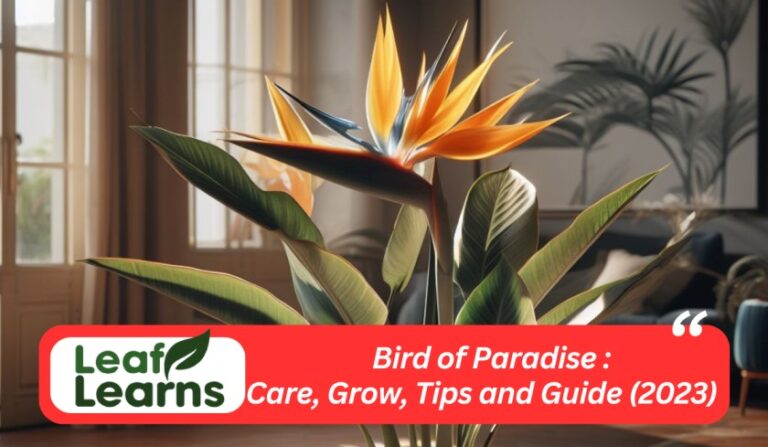 How to Care and Propagation For Bird of Paradise: Guide (2023)
