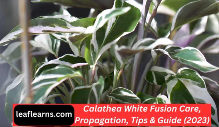 Calathea White Fusion Care, Propagation, Tips & Guide (2023)