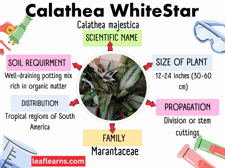 calathea whitestar