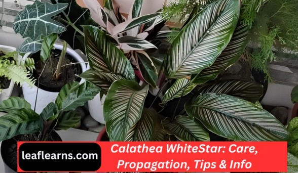 Calathea WhiteStar Care, Propagation, Tips Info(2023)