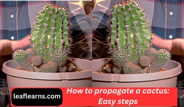 How to propagate a cactus: Easy steps