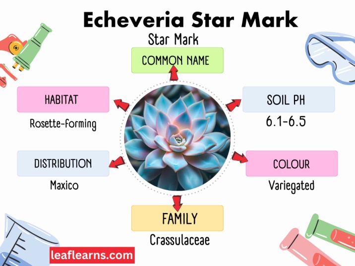 info graph of Echeveria Star Mark