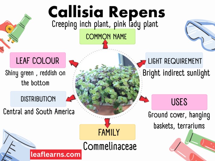 Callisia Repens