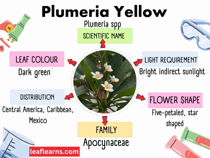 Plumeria Yellow