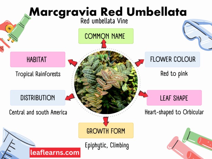 Marcgravia red umbellata info graph