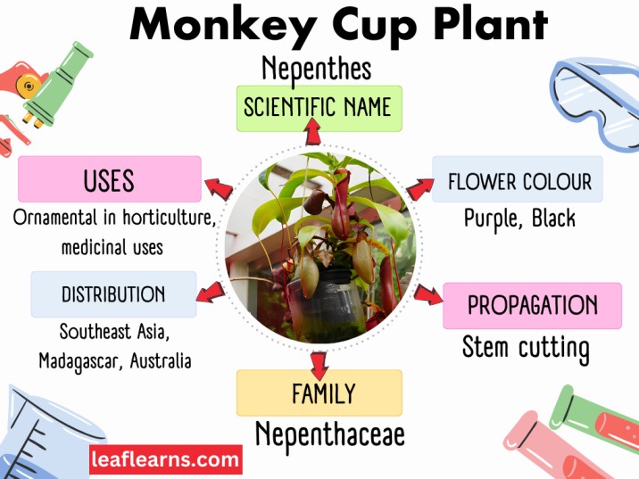 Monkey Cup plant