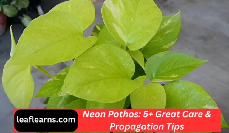 Neon Pothos Care & Propagation Tips Guide(2023)