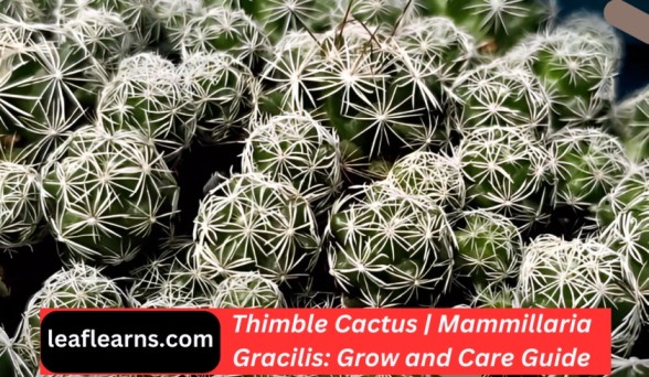 Thimble Cactus | Mammillaria Gracilis: Grow and Care Guide