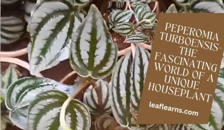 Peperomia Turboensis Care and Propagation Guide(2023)