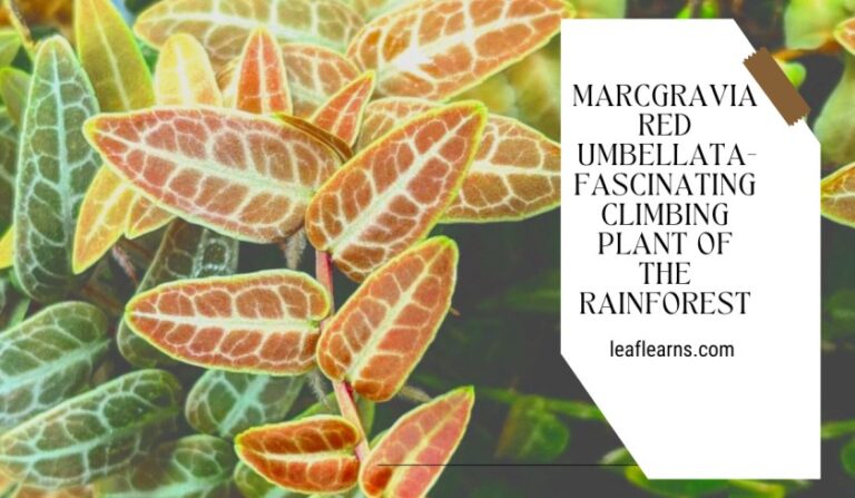 Marcgravia red umbellata: Fascinating Climbing Plant (2023)