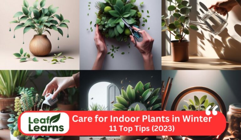 11 Best Tips for Care for Indoor Plants in Winter (2023)