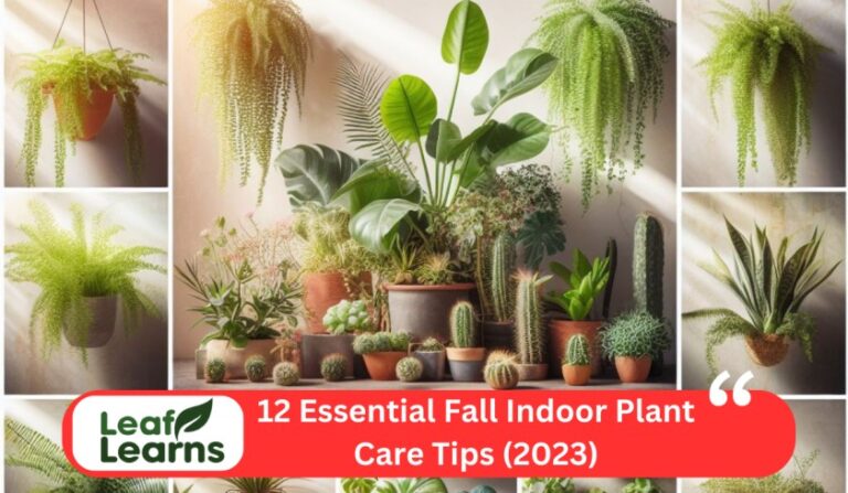12 Essential Fall Indoor Plant Care Tips (2023)