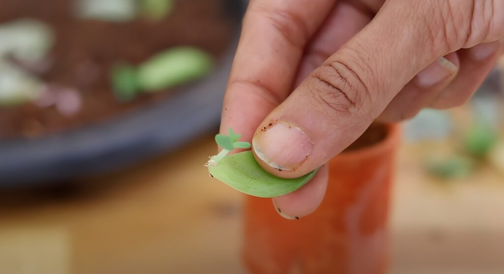 How to propagate succulents
