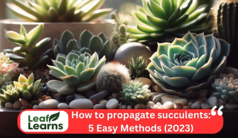 How to propagate succulents: 5 Easy Methods (2023)