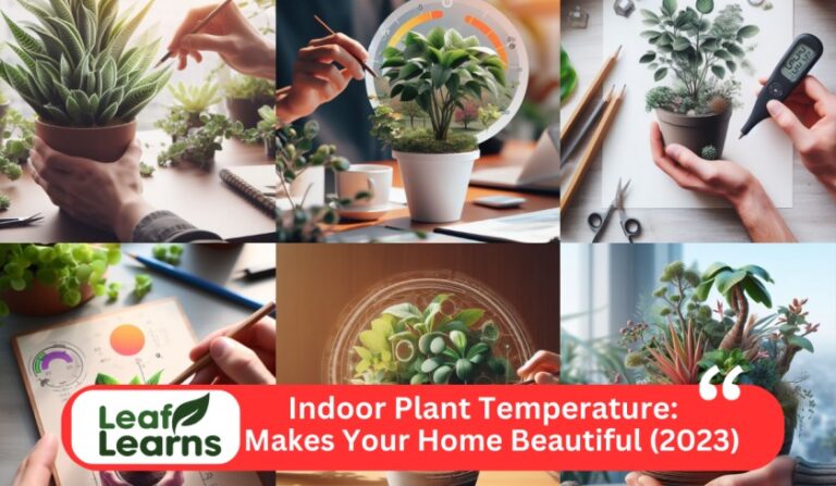 Indoor Plant Temperature Management: Tips for Greenery (2023)