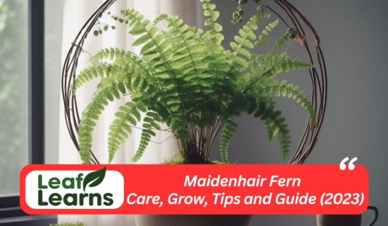 How to Grow and Care for Maidenhair Fern: Tips, Guide (2023)