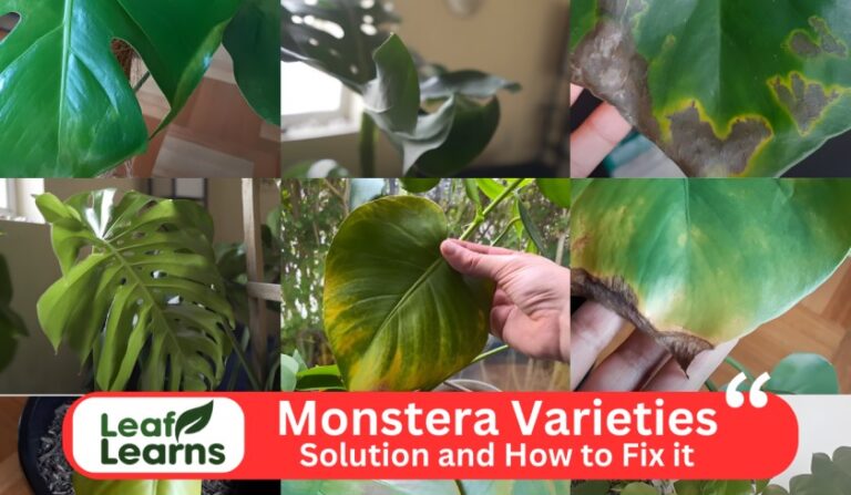 Monstera Problems and Solutions How to fix it (2023)