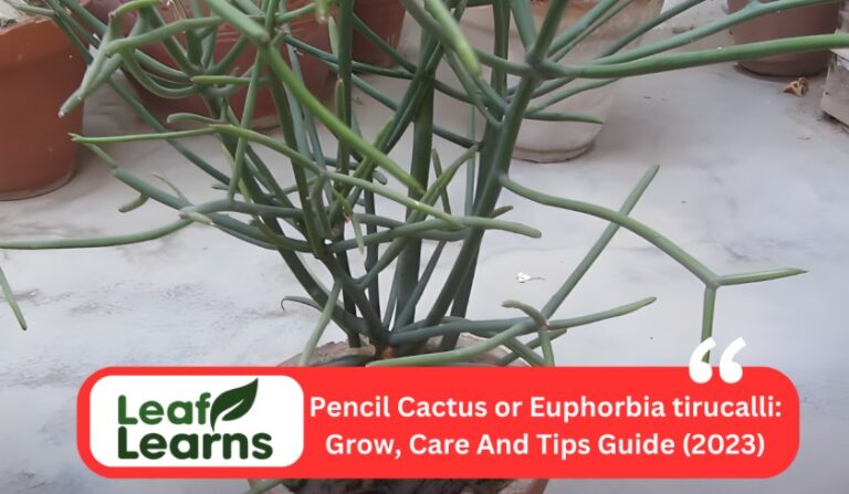 How to Care and Grow for Pencil Cactus or Euphorbia tirucalli (2023)